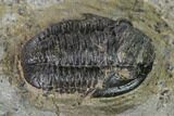 Detailed Gerastos Trilobite Fossil - Morocco #152804-3